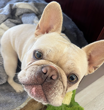 Penelope